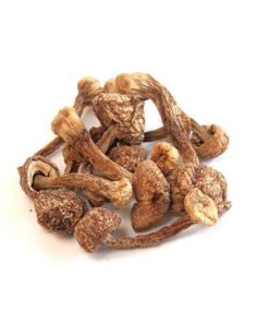 BRAZILIAN MAGIC MUSHROOMS